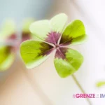 blog-Glück